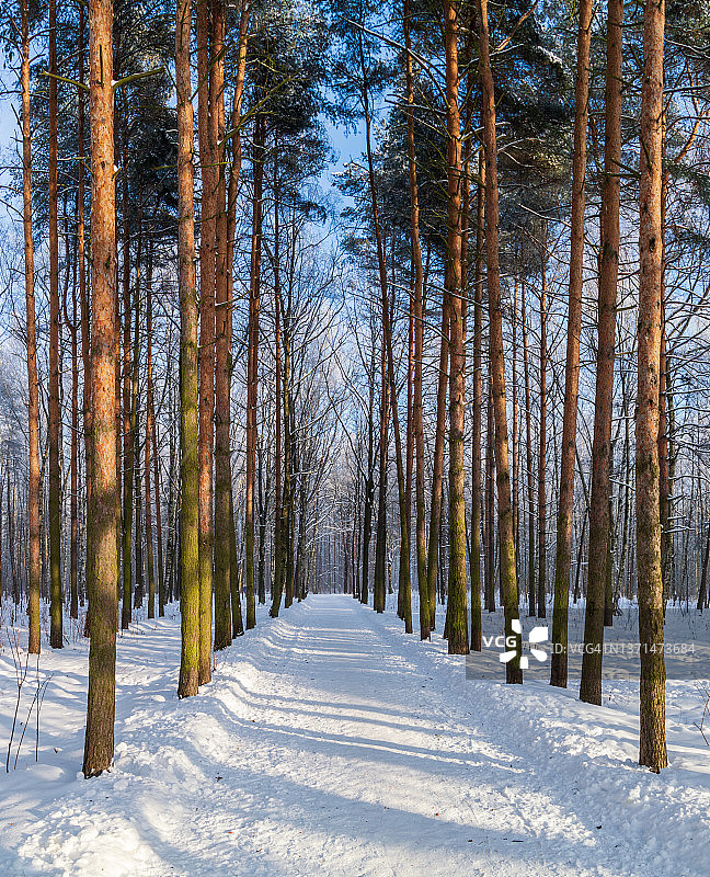 冬日公园松树小径，晴天图片素材