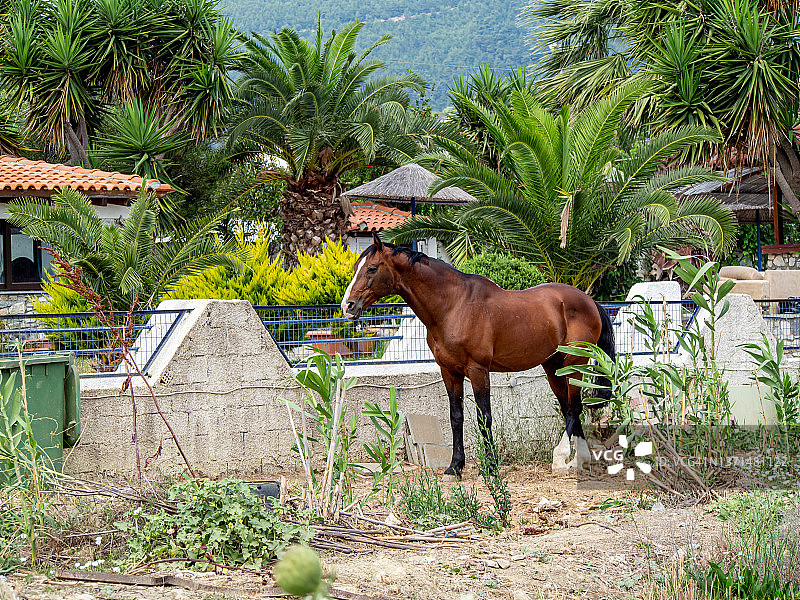 斯基亚索斯二世围场里的一匹马图片素材