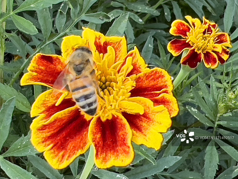 蜜蜂采集法国万寿菊花粉和花蜜图片素材
