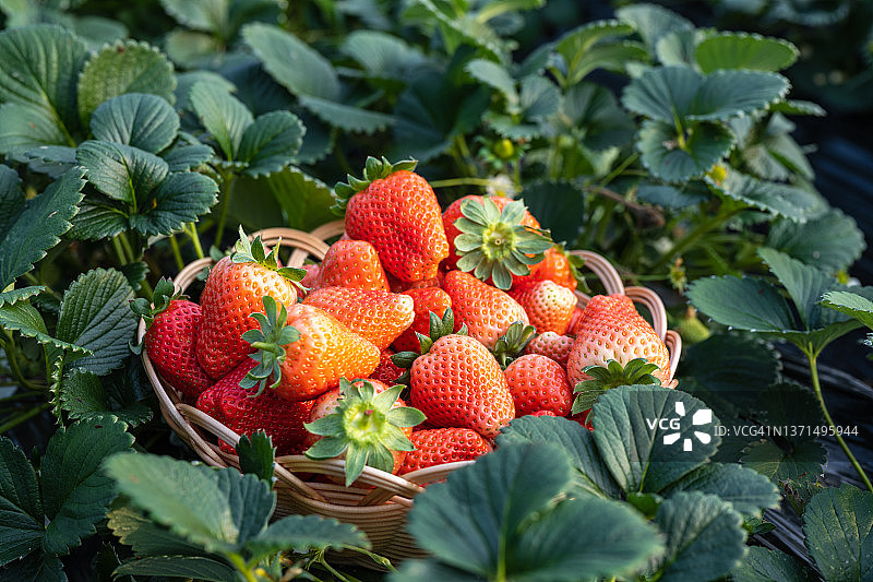 新鲜采摘的草莓特写俯视图图片素材