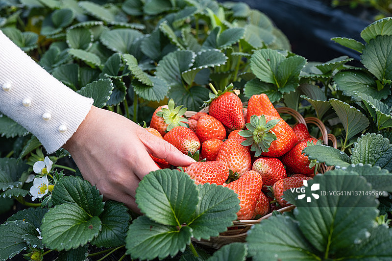 新鲜采摘的草莓特写俯视图图片素材