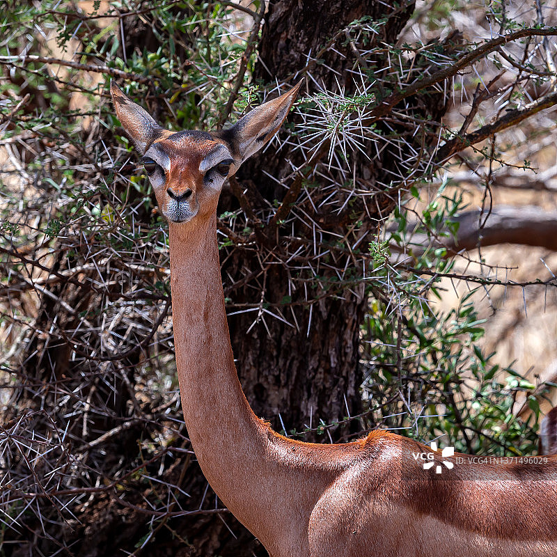 长颈羚图片素材