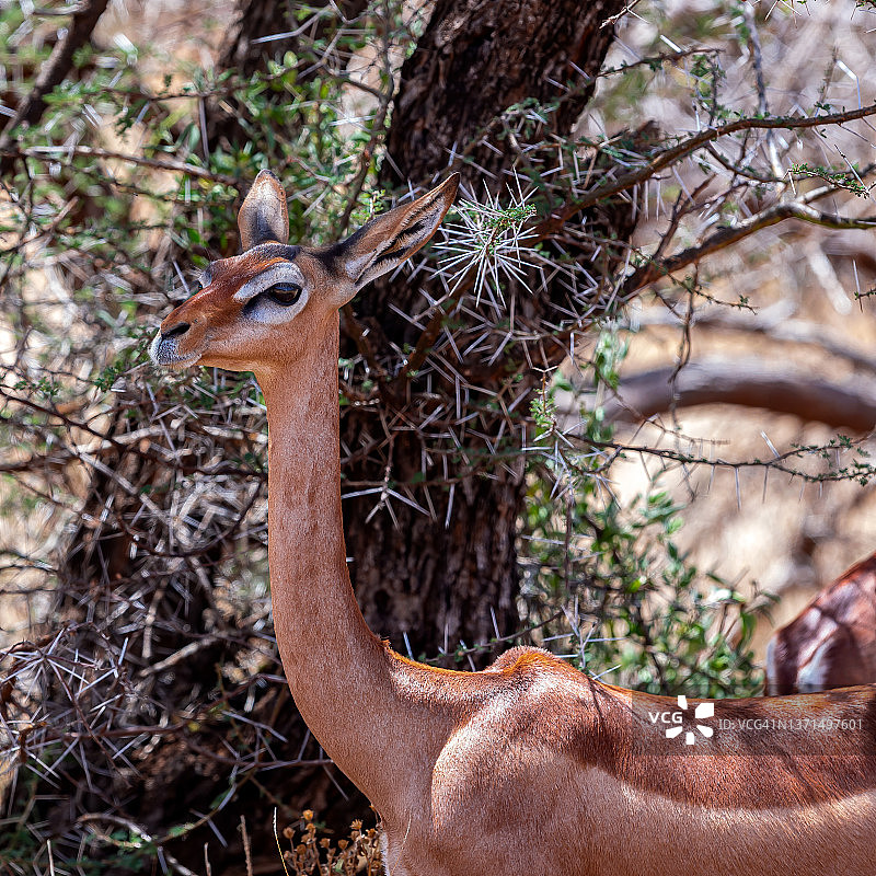 长颈羚图片素材