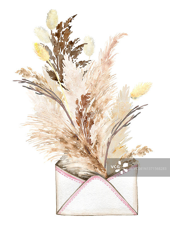 水彩蒲苇草插画图片素材