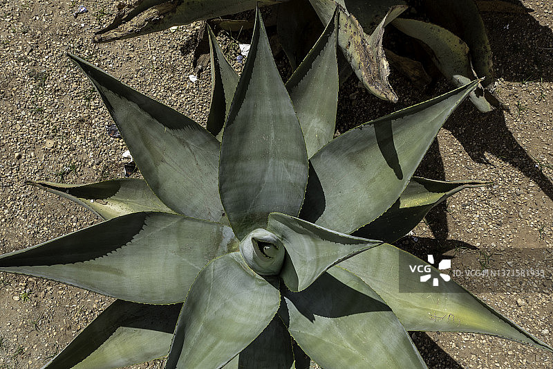 瓦哈卡市的梅斯卡尔龙舌兰图片素材