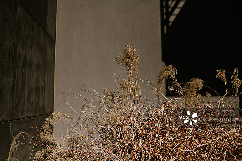 阳光明媚的混凝土墙上，芦苇丛生图片素材