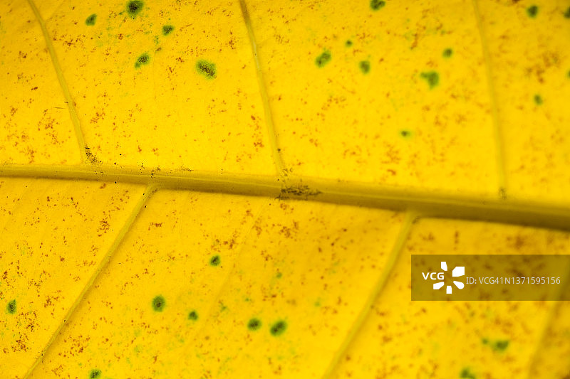 绿叶的自然图案和纹理图片素材