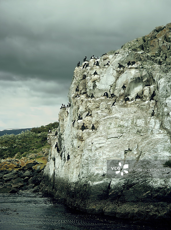火地岛悬崖上的鸬鹚群落图片素材