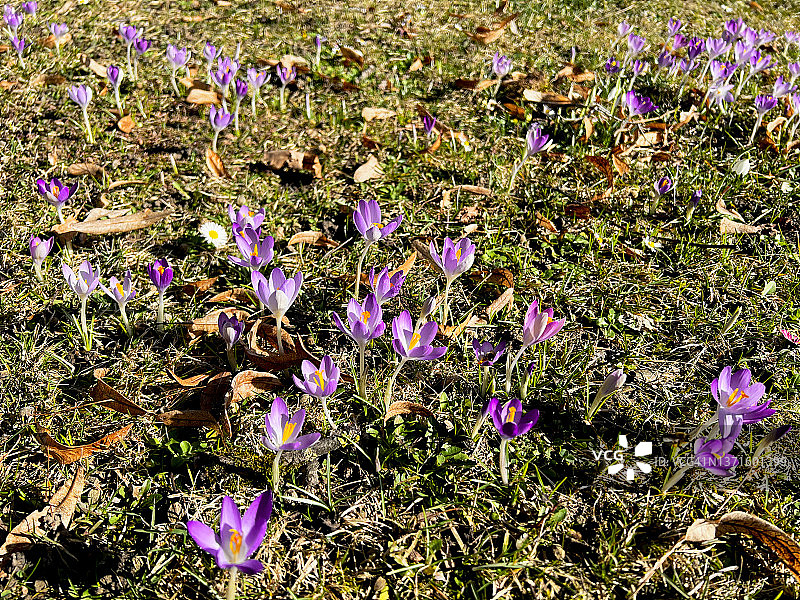 紫色的番红花图片素材