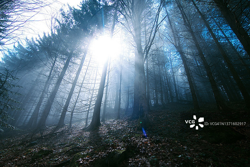 阳光穿透树林的清晨森林景象图片素材