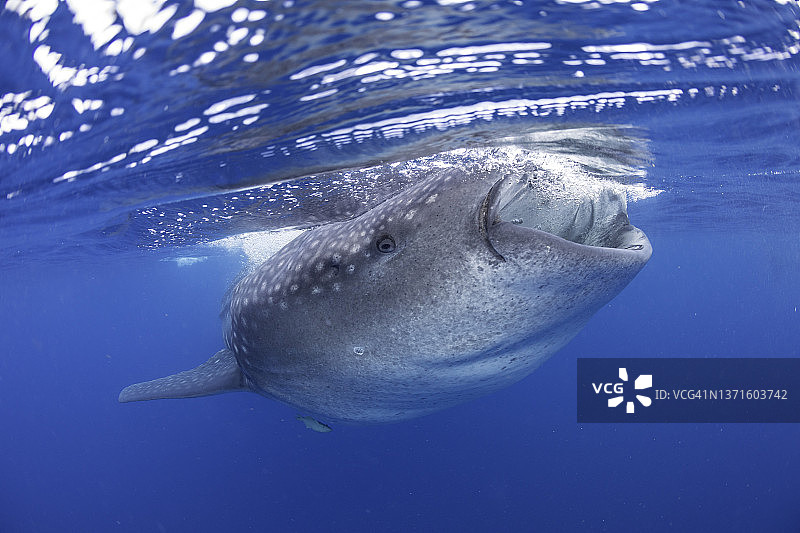 张开嘴在水面觅食的鲸鲨图片素材