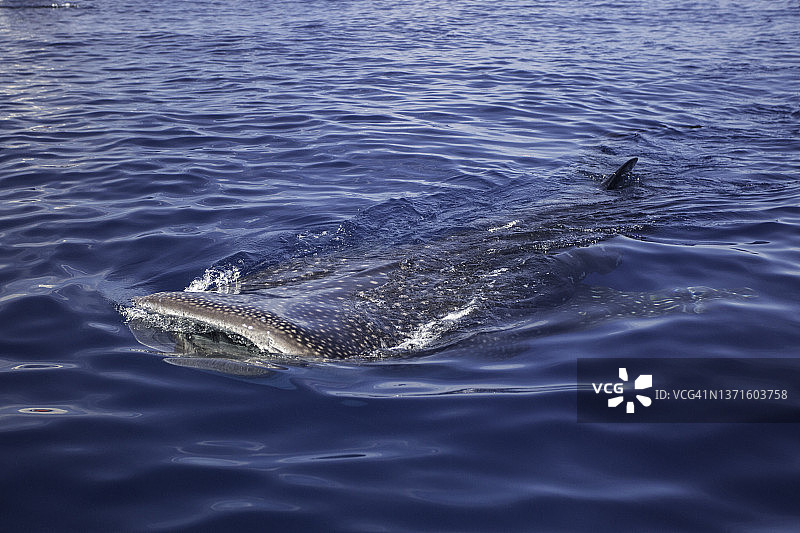水面觅食的鲸鲨图片素材