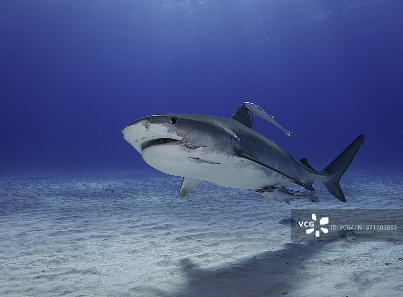 嘴里含着大鱼钩的虎鲨图片素材