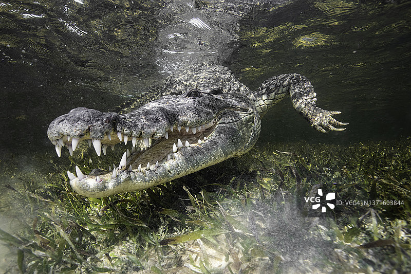张开嘴露出牙齿的美国鳄鱼图片素材