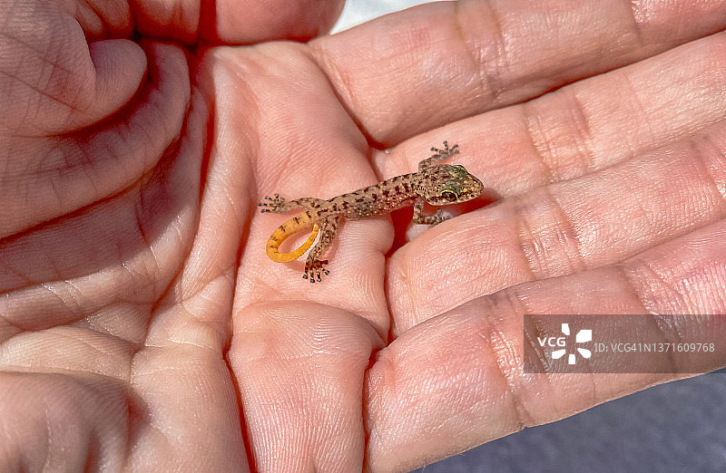 手持小壁虎图片素材