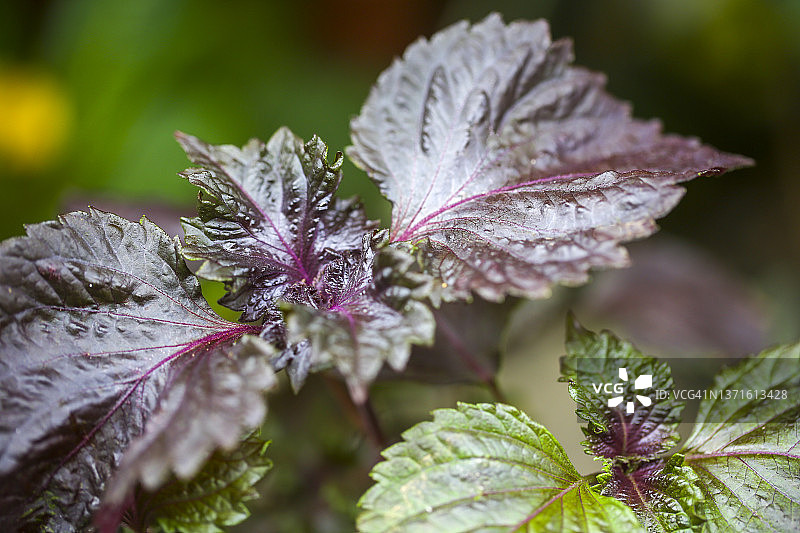 红紫苏图片素材