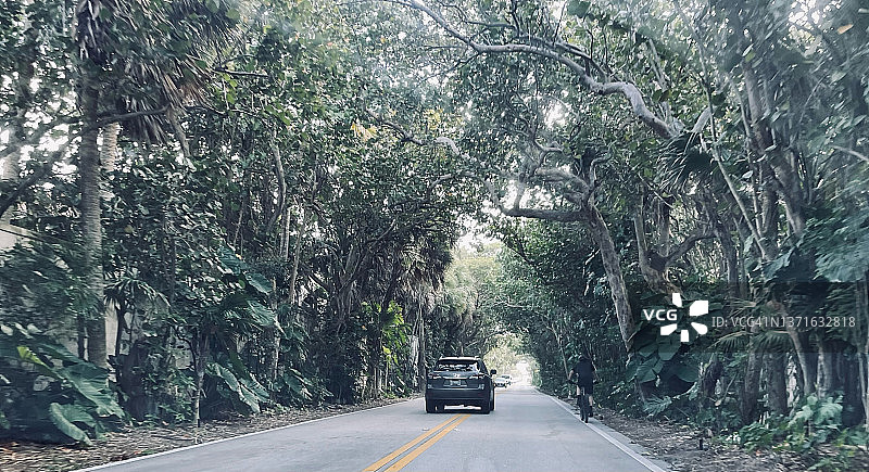马缨丹树隧道图片素材