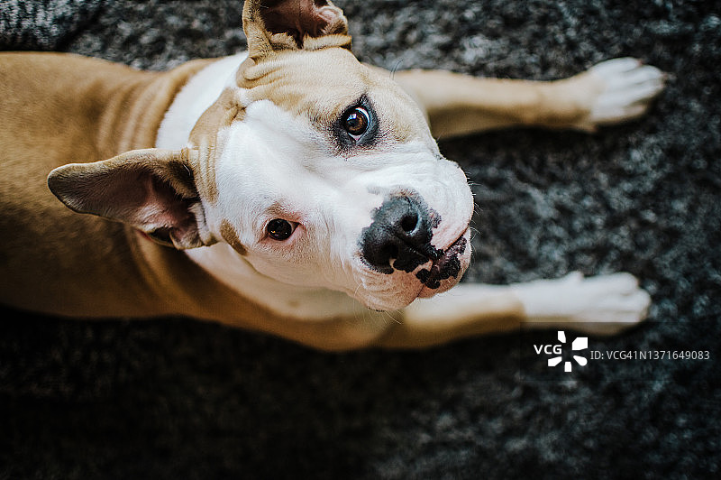 美国斗牛犬图片素材