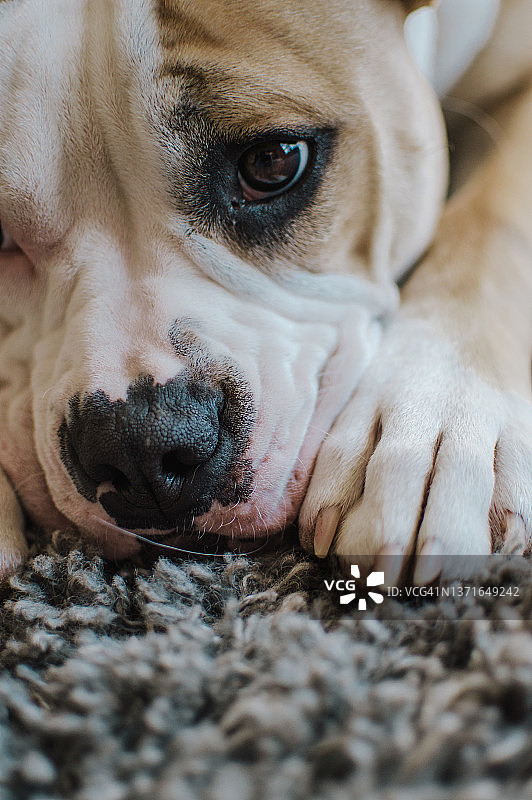 美国斗牛犬图片素材