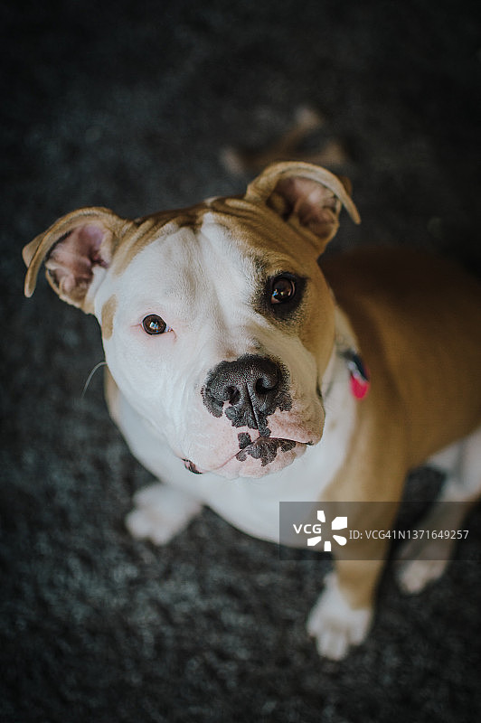 美国斗牛犬图片素材