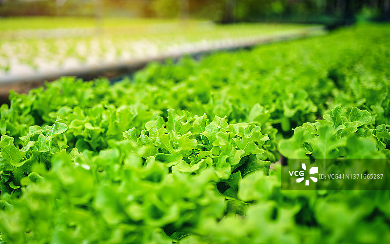 温室中种植的新鲜有机生菜图片素材