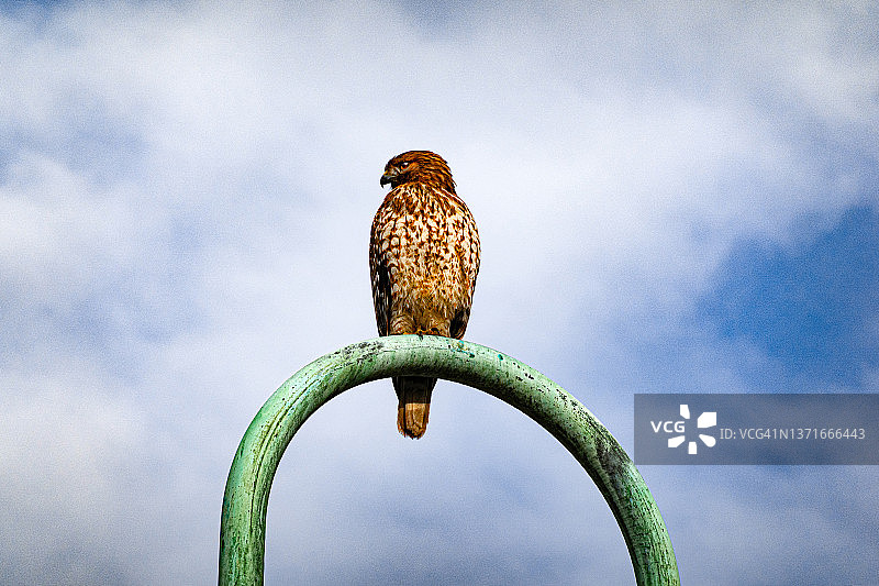 栖息在灯柱上的老鹰图片素材
