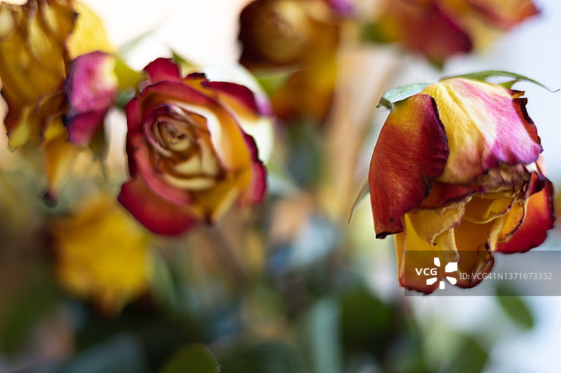家中摆放着一打干燥的黄色和红色玫瑰花瓶图片素材