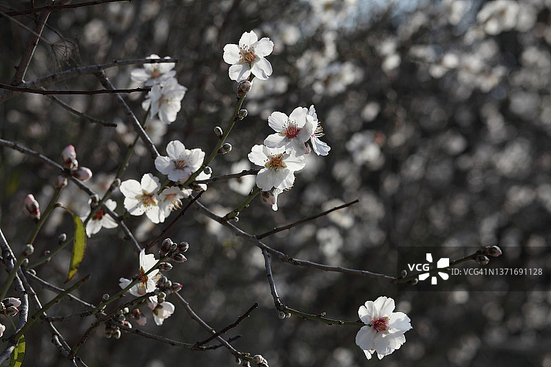 盛开的石楠树枝图片素材