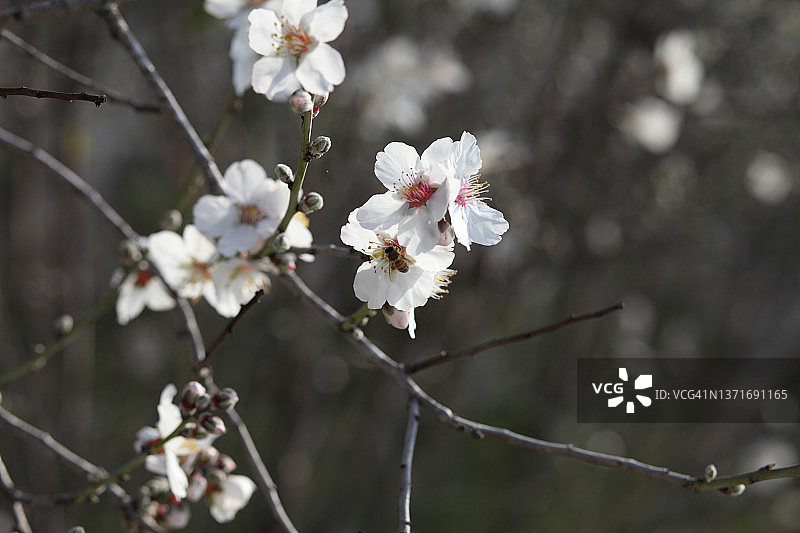 蜜蜂从盛开的Shkedia花朵中吸取花蜜图片素材