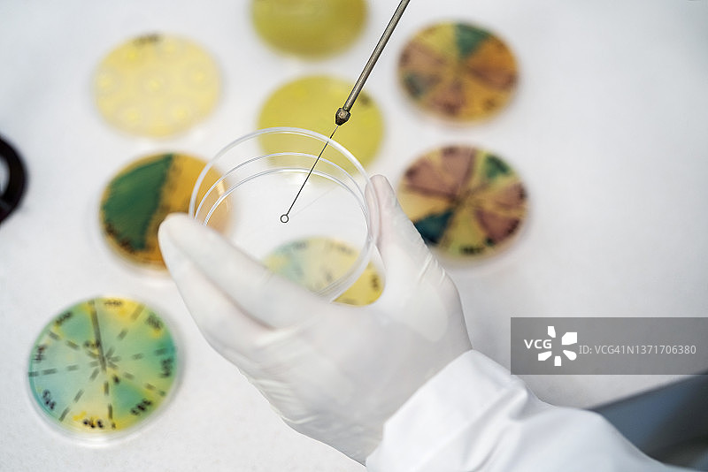科学家将化学液体滴入培养皿图片素材