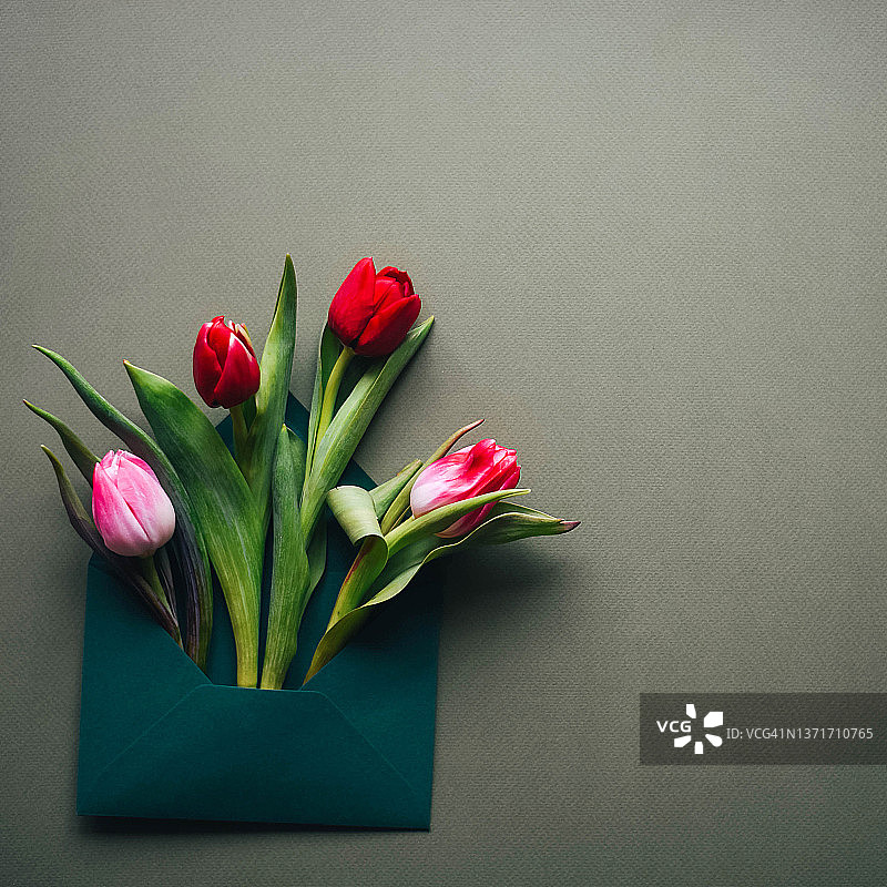 灰色背景与信封中的新鲜粉色郁金香图片素材