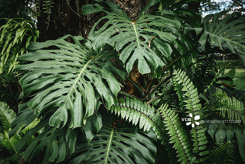 龟背竹绿叶图案，叶子纹理背景的自然茂盛叶子图片素材