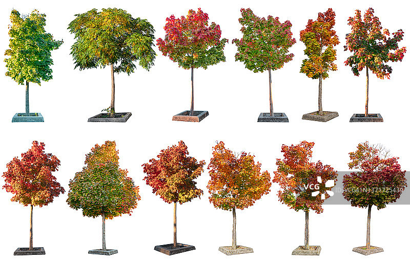白色背景上的彩色树木图片素材