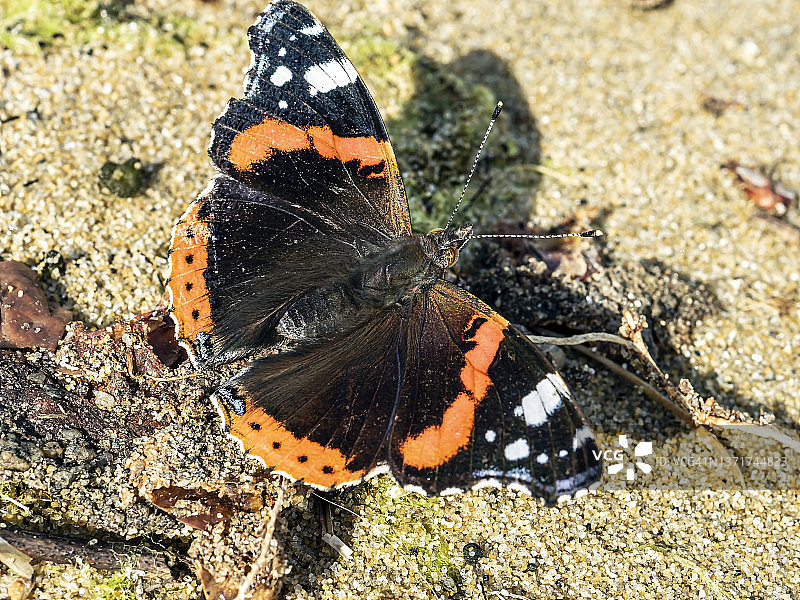 湖岸上的红 admir 蝴蝶图片素材
