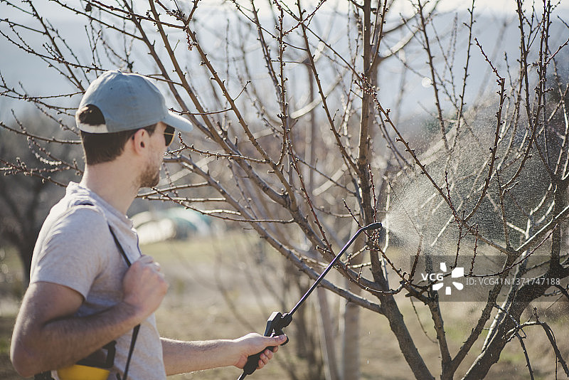 年轻男人给树木喷洒农药图片素材