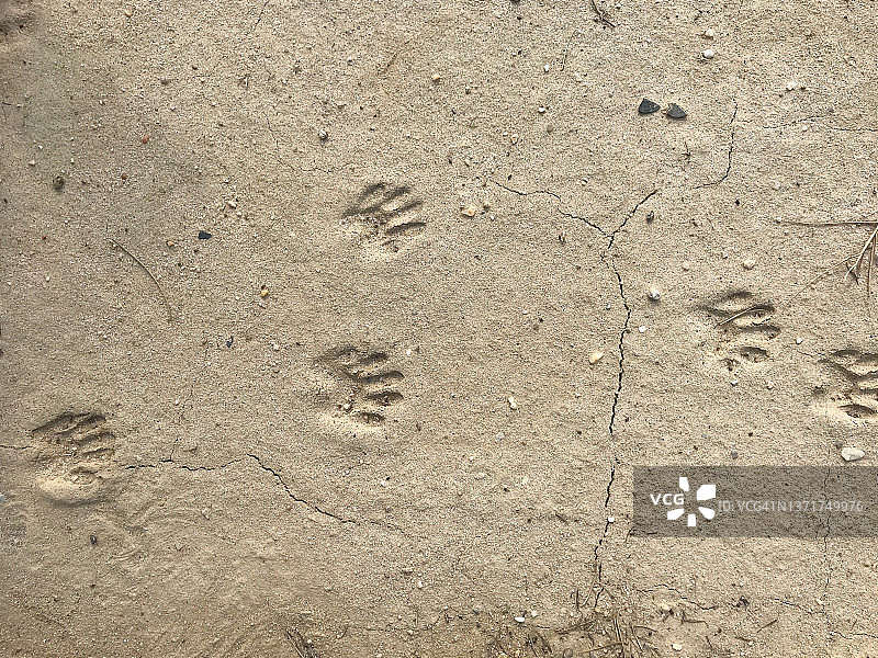 泥土中的浣熊爪印图片素材