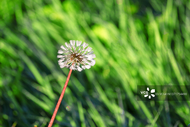 蒲公英特写照片图片素材