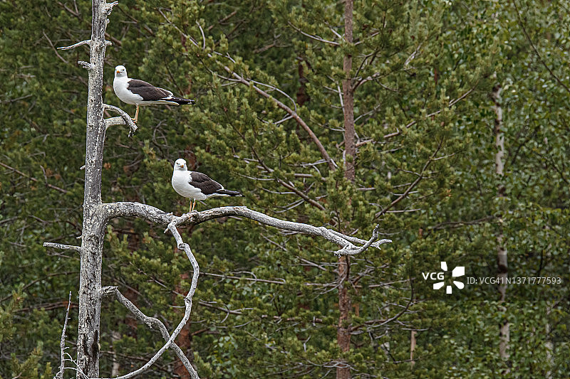 小黑背鸥图片素材