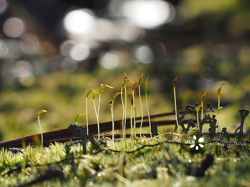 卡罗莱纳森林的繁荣景象图片素材
