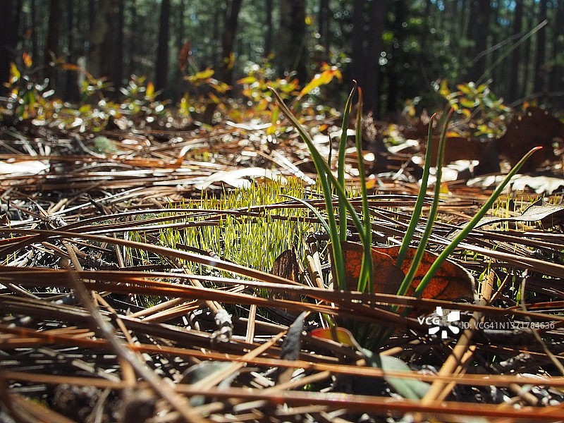 卡罗莱纳森林的繁荣景象图片素材