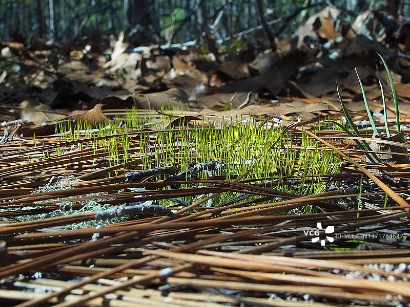 卡罗莱纳森林的繁荣景象图片素材