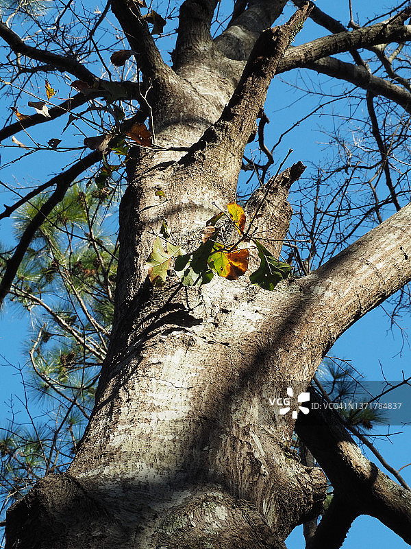 卡罗莱纳森林的繁荣景象图片素材