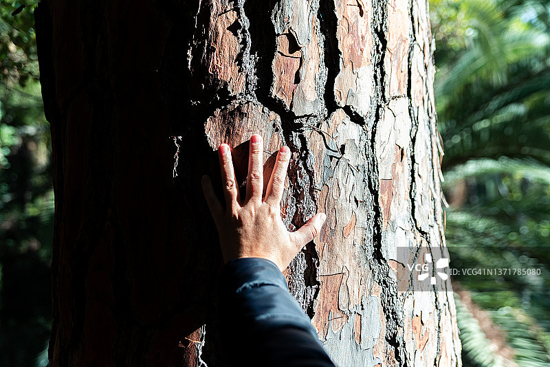 手触碰树木与自然连接图片素材