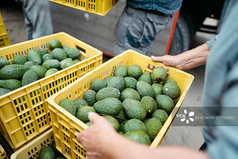 农民搬运哈斯鳄梨箱图片素材