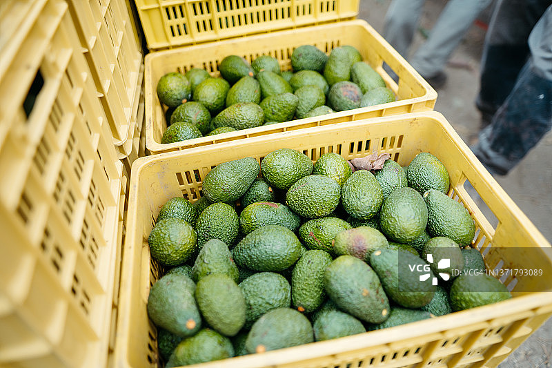 有机哈斯牛油果收获季，箱装牛油果图片素材