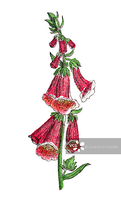 老式彩色石印插图：毛地黄(Digitalis purpurea)图片素材