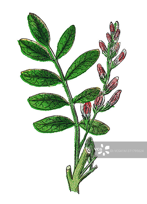旧的彩色版画插图为甘草或甘草、甘草图片素材
