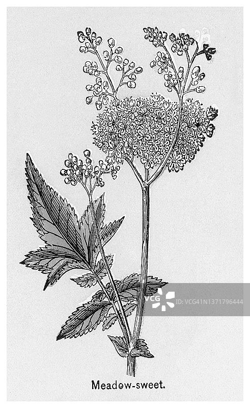 植物古老彩色石印插图：柳叶绣线菊图片素材