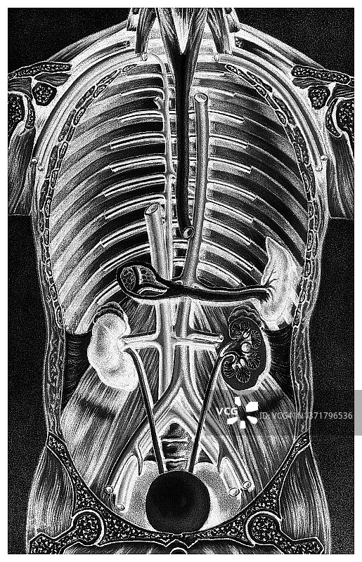 人体内脏的老式雕刻插图图片素材