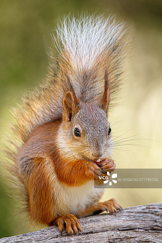 红松鼠图片素材